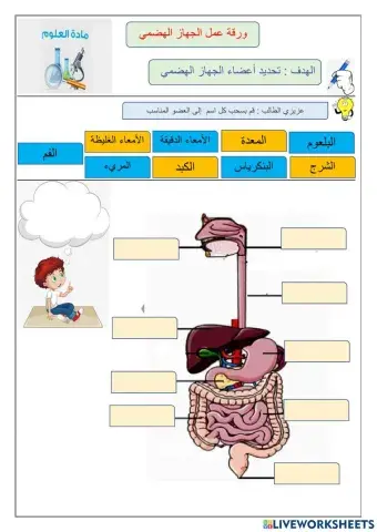 ورقة عمل الجهاز الهضمي