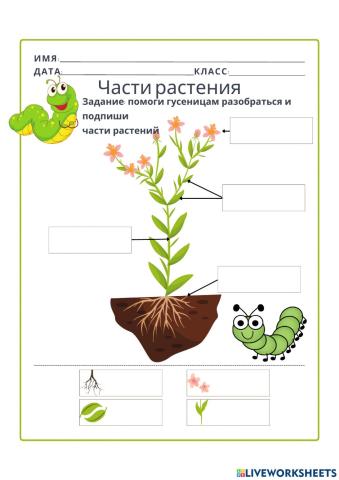 Строение растения и цветка