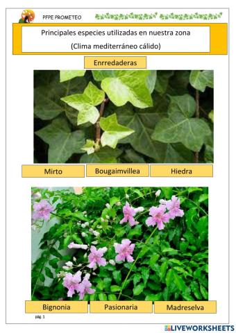 Especies de enredadera 1