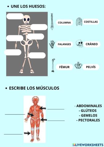 Huesos y Músculos