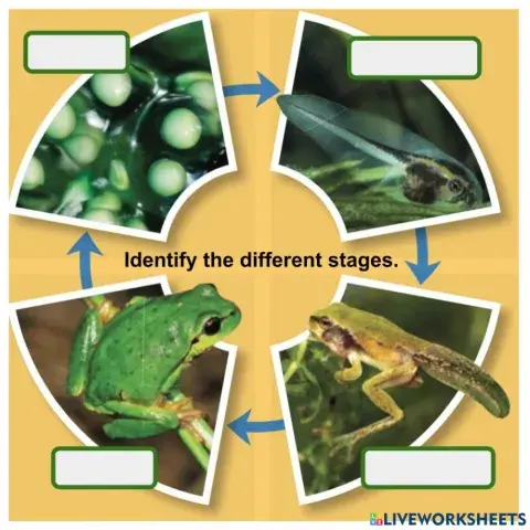 Frog Metamorphosis