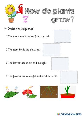 How do plants grow