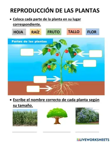 Reproducción de plantas