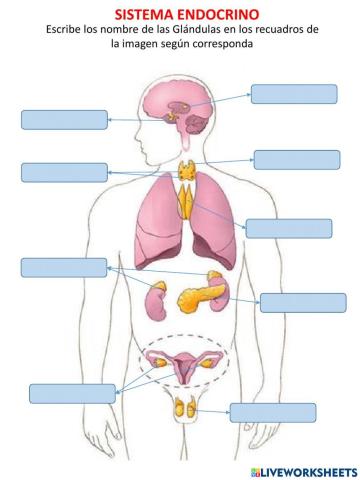 El sistema endocrino