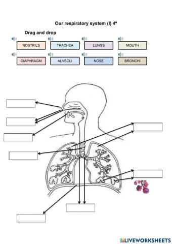 Respiratory system I 4º