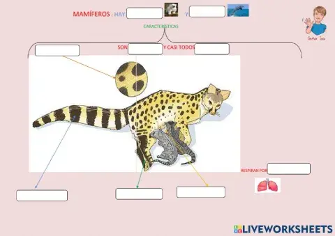 Características de los mamíferos