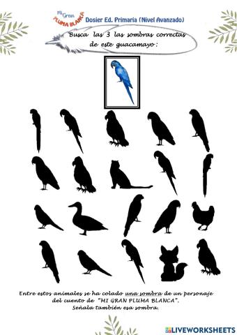 Pluma Blanca Atención y Orientación Espacial Primaria