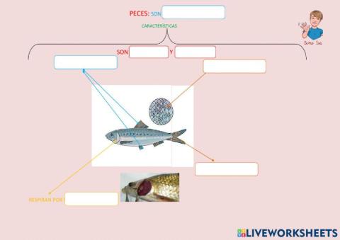 Características de los peces