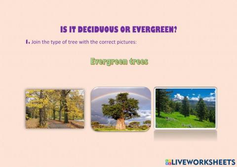 Evergreen and deciduous trees
