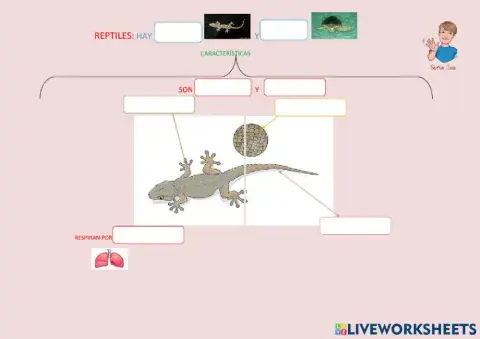 Características de los reptiles