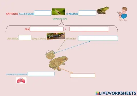 Características de los anfibios
