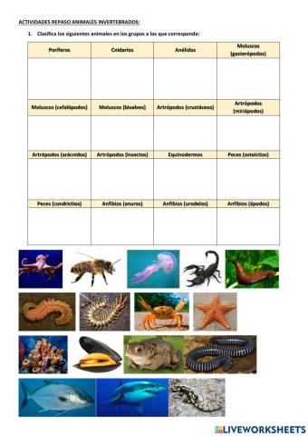 Animales invertebrados (+peces y anfibios)