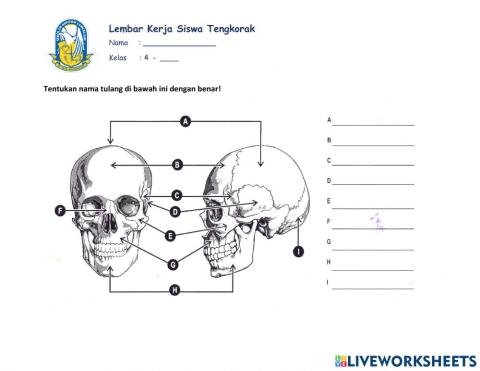 Lembar Kerja Siswa Tengkorak