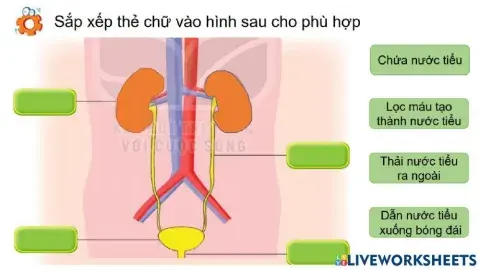 Cơ quan bài tiết nước tiểu