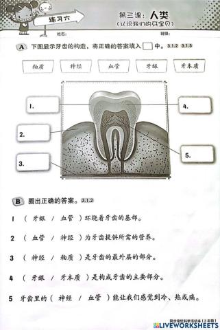 三年级科学：牙齿的构造