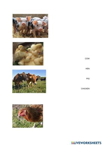 Farm animals