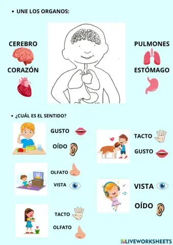 Organos y Sentidos