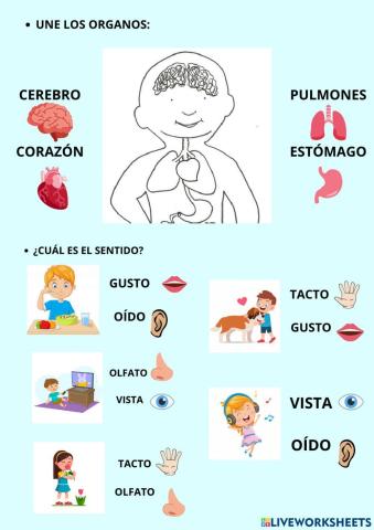 Organos y Sentidos