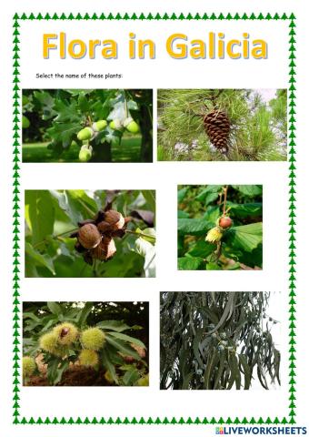 Flora in Galicia