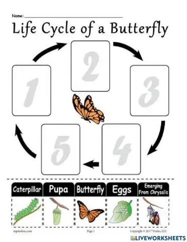 Life of Butterfly