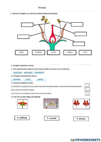 Plantas angiospernas y gimnospermas