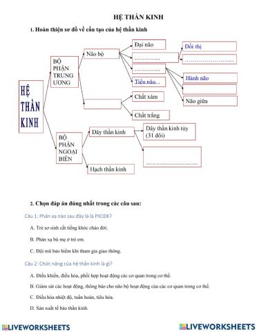 Bài tập về hệ thần kinh