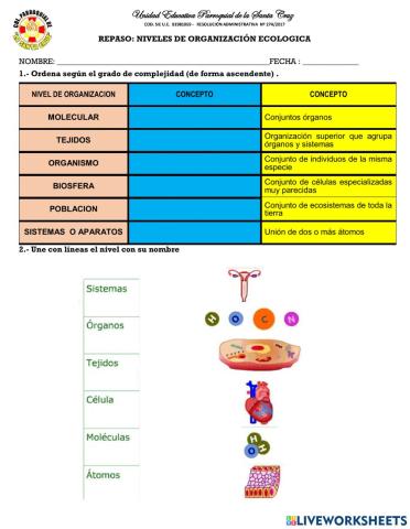 Niveles de organizacion