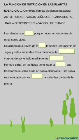 La función de nutrición en las plantas