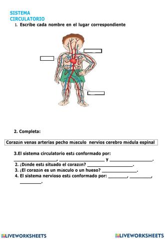 Sistema nervioso y circulatorio