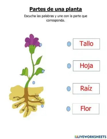 Partes de la planta
