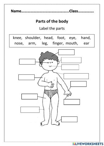 Parts of the body- school stationery