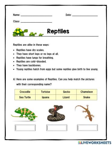 Reptiles