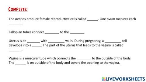 The female reproductive