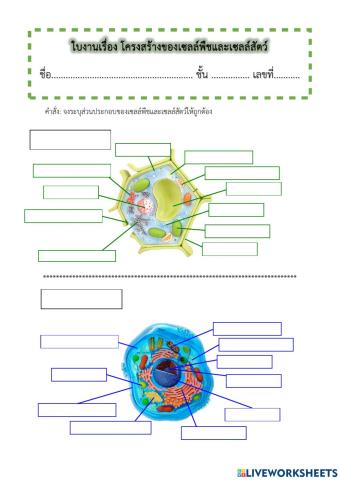 Plant cell and Animal cell