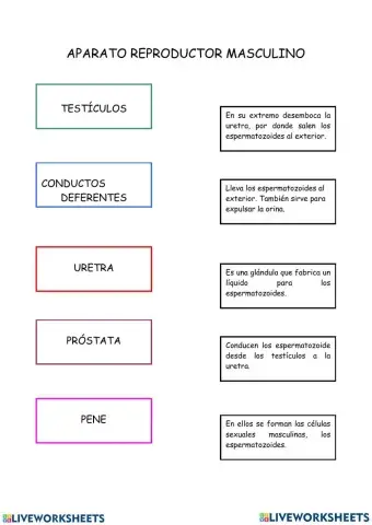 Aparato reproductor masculino