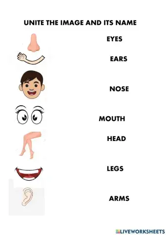 Las partes del cuerpo por fuera en ingles