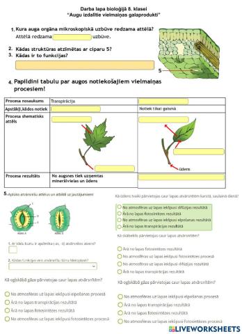 Darba lapa bioloģijā 8. klasei “Augu izdalītie vielmaiņas galaprodukti” (Atvārsnīšu funkcijas un transpirācija)