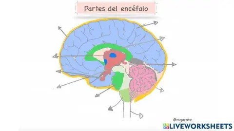 Partes del encéfalo