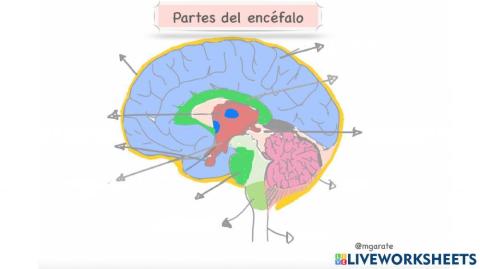 Partes del encéfalo