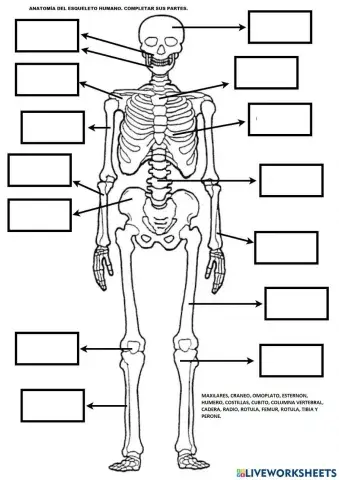 Las funciones vitales del ser humano