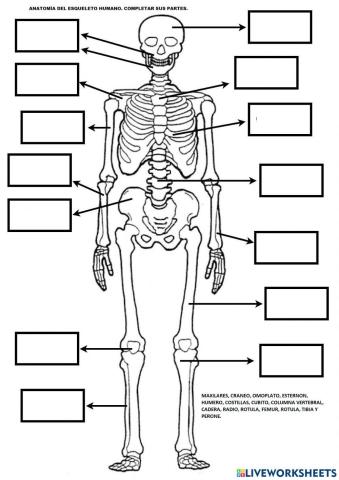Las funciones vitales del ser humano