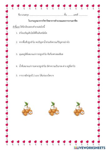 ใบงานความรู้เบื้องต้นในการปลูกลำไย