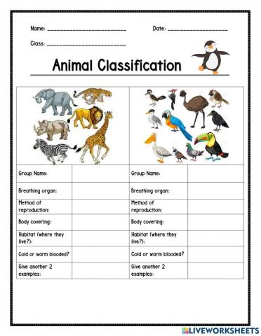 The 5 groups of Vertebrate