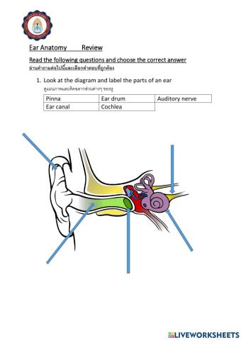 Ear Anatomy Review
