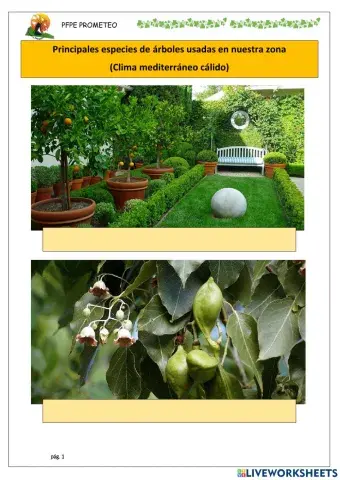 Principales especies de árbol 1