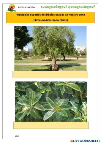 Principales especies de árbol 2