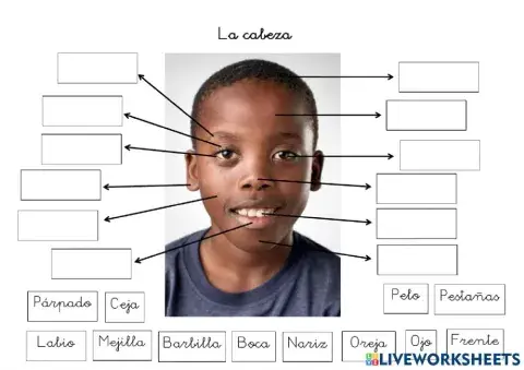 Partes de la cabeza