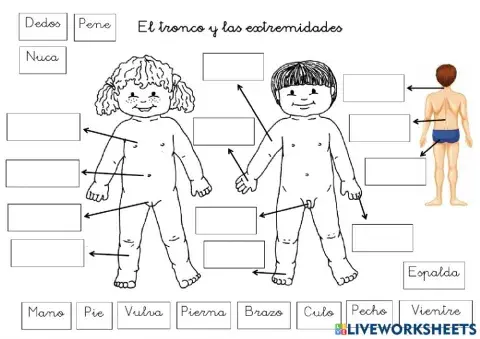 Partes del tronco y las extremidades