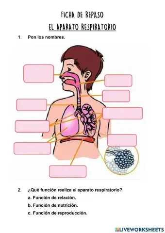 El aparato respiratorio