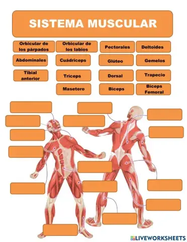 Sistema muscular y reproductores
